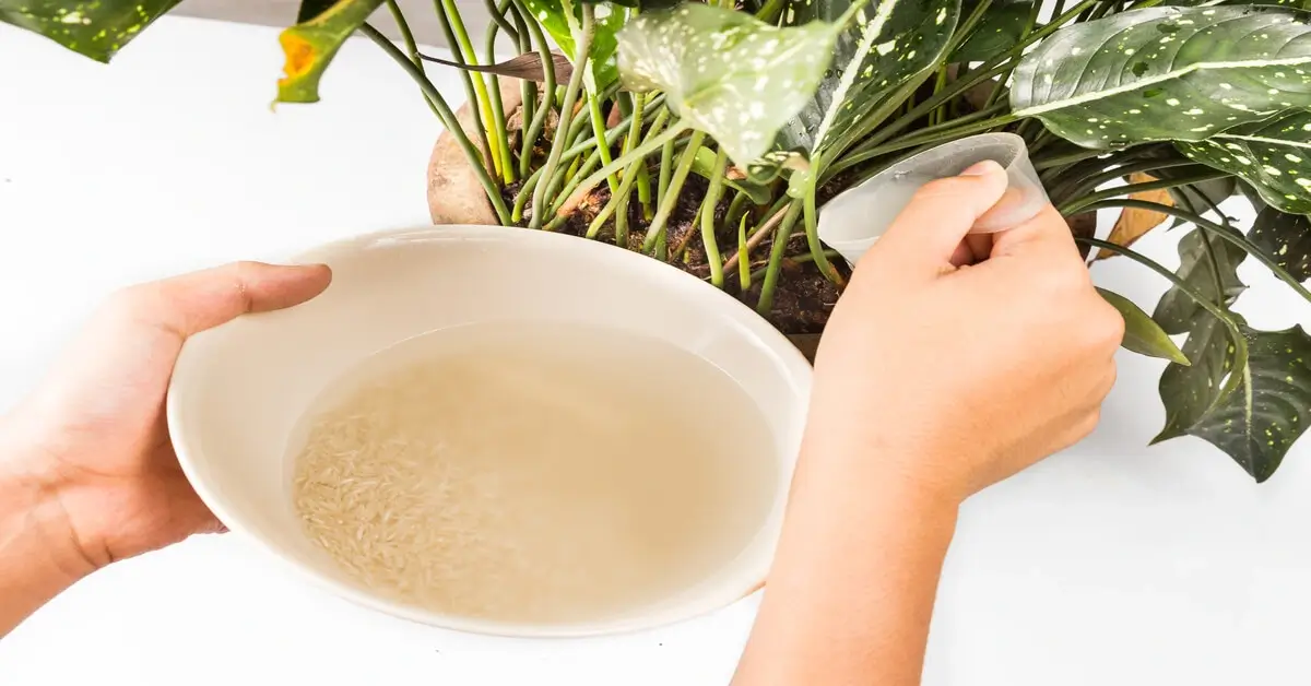Rice Water Benefits and Uses for Plant Care GIY Plants