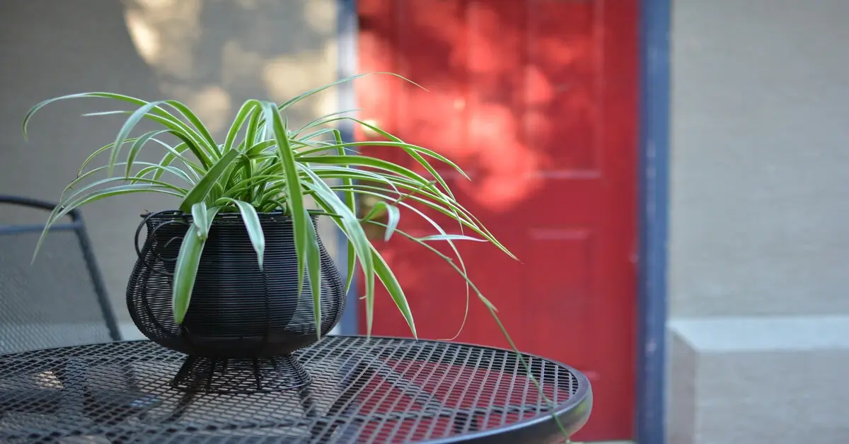Spider plant in black pot sitting outside on wrought iron table.