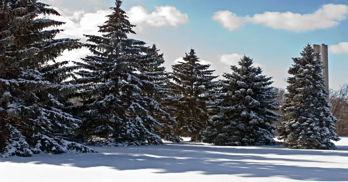 Group of evergreen spruce trees in the snow.