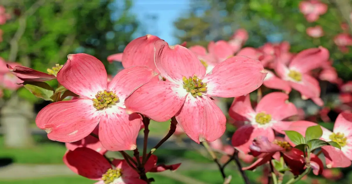 Red dogwood tree blooming.