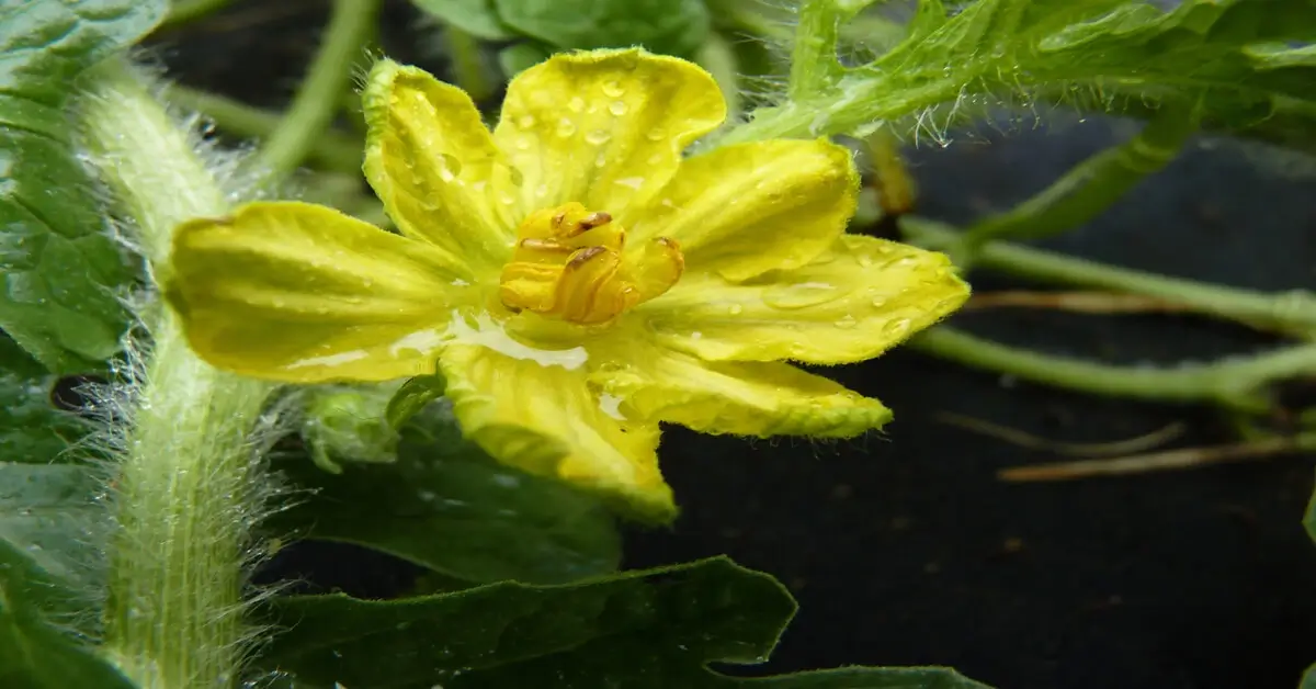 Watermelon flowering stage with yellow flower on vine.