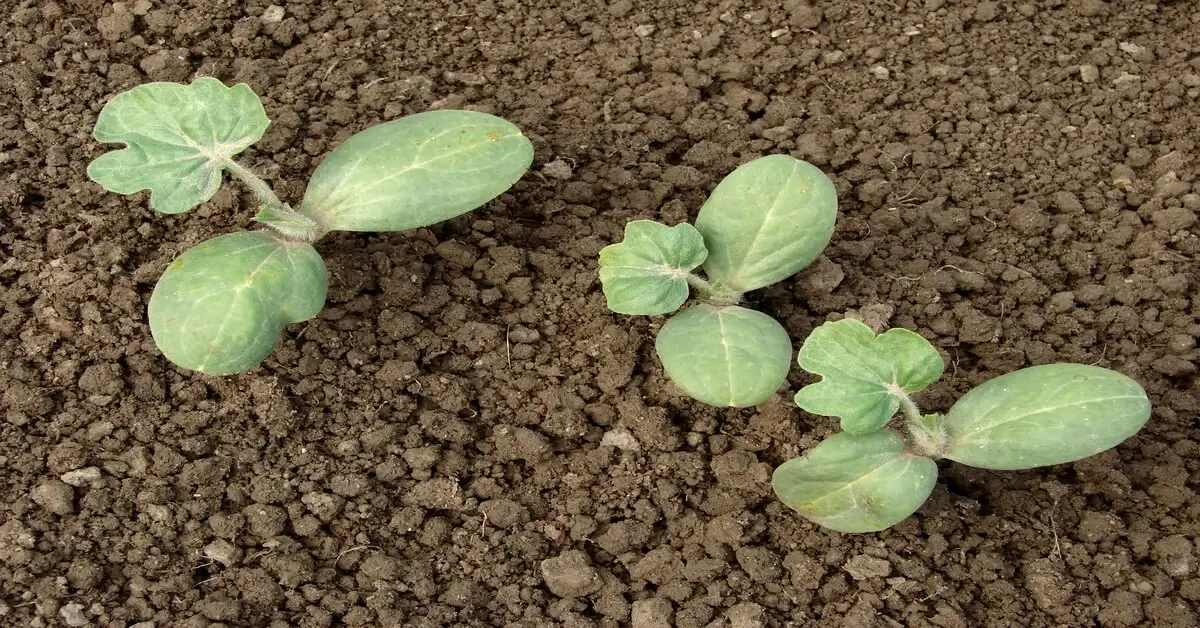 Watermelon seedling growth stage with three seedlings in the ground.