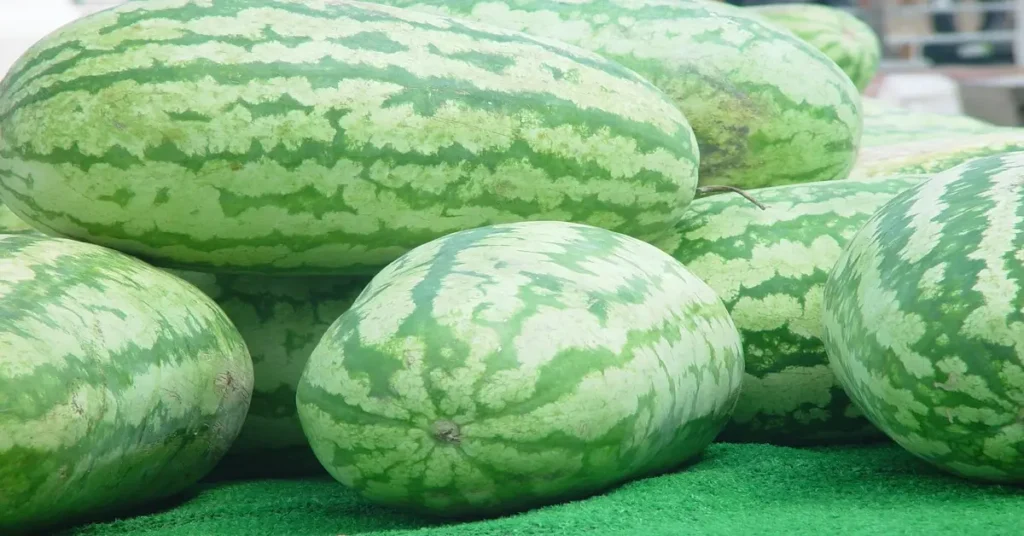 Watermelon growth stages with a pile of harvested watermelons.