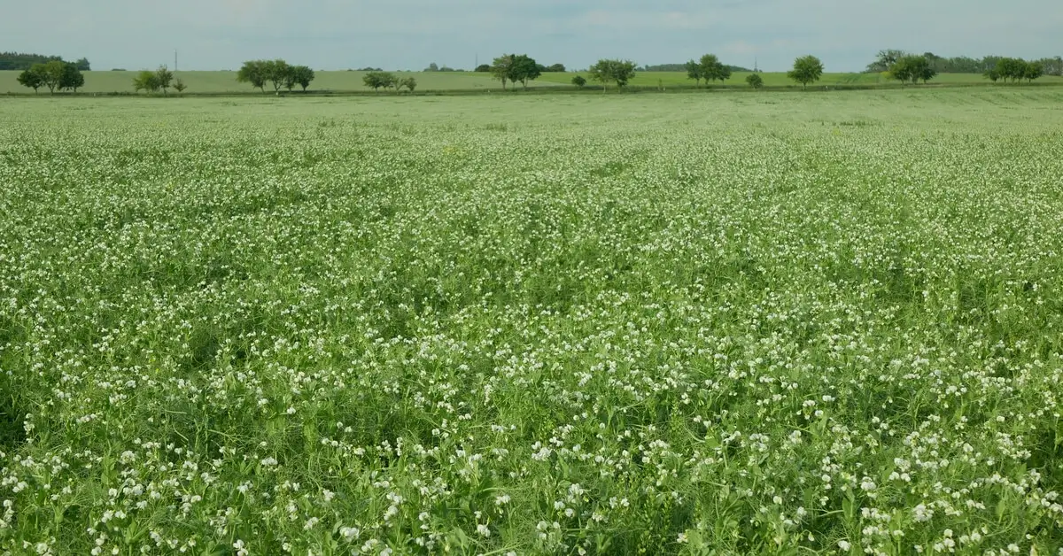 Field planted with pea cover crops to avoid soil erosion issues.