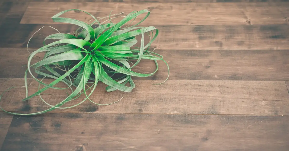 Air plant laying on wood floor.