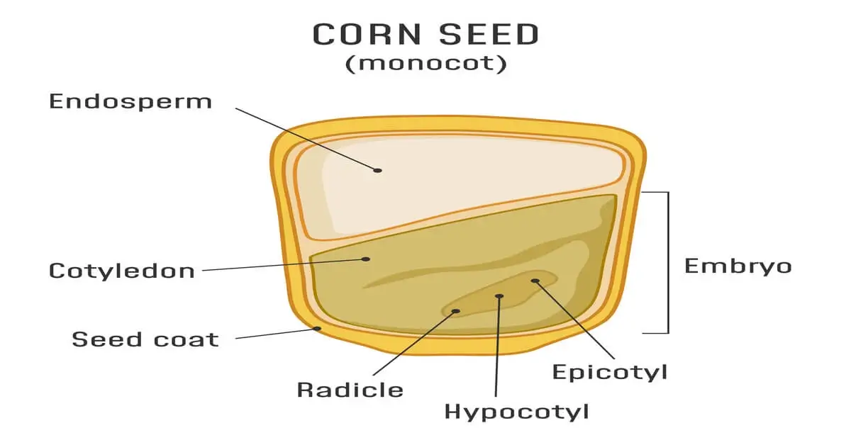 Illustration showing the anatomy of a seed, corn seed in this example.