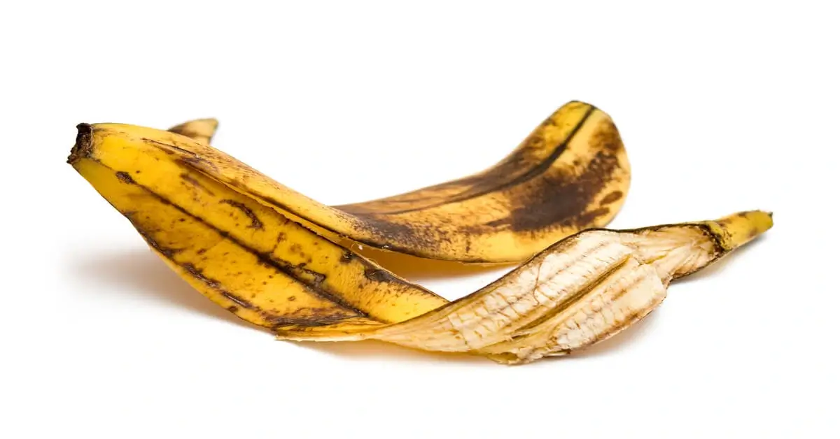 Banana peel with white background. Using banana peels as an organic fertilizer for plants.