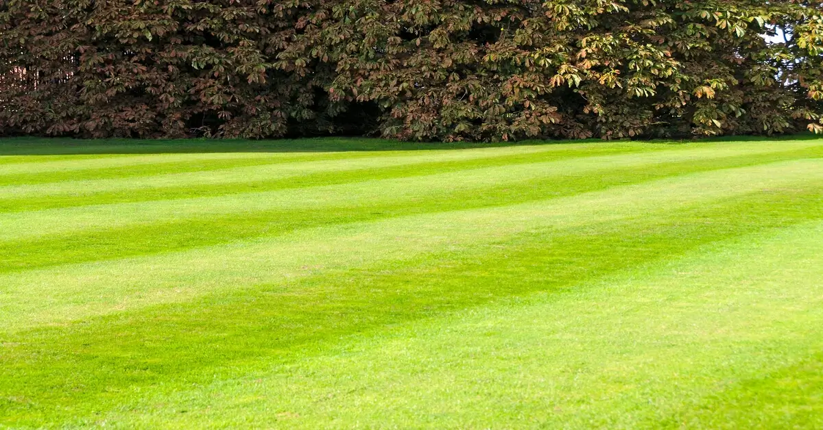 Beautiful green lawn after soil aeration methods.