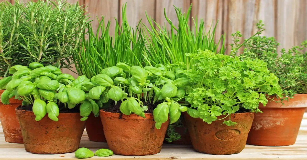 Herbs growing in terra cotta pots.