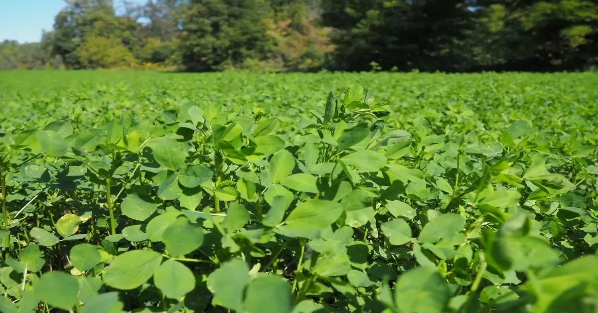 Field of clover planted as green manure.