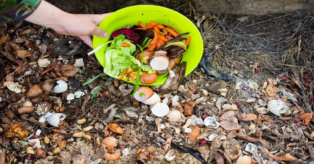 Gardener adding food scraps to backyard compost bin. Showing the do's and don'ts of compost materials.