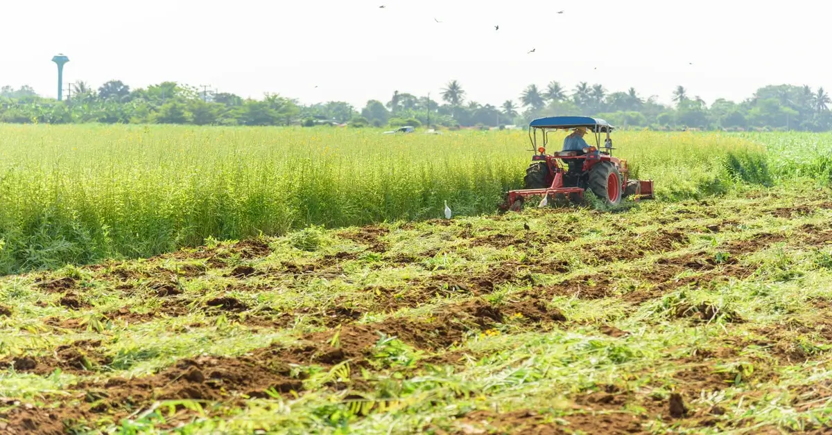 Green Manure Definition and Examples - GIY Plants