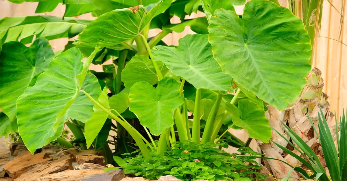 Growing Elephant Ear Plants - GIY Plants
