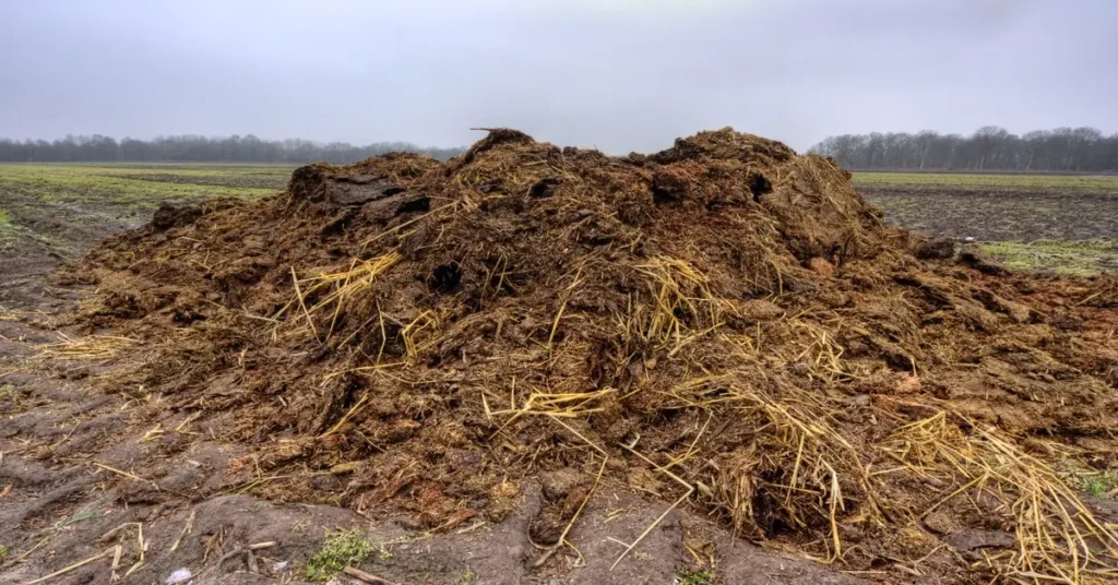 Pile of manure in field.