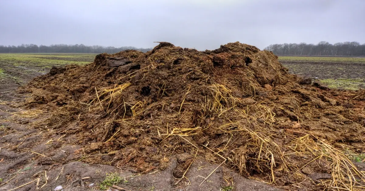 Does Manure Need To Be Composted? GIY Plants
