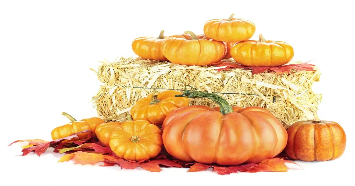 Miniature pumpkin varieties sitting on straw bale with white background.