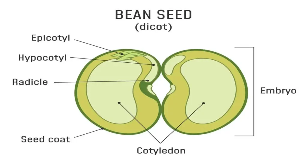 Illustration of parts of a bean seed, including the seed coat, embryo and endosperm.