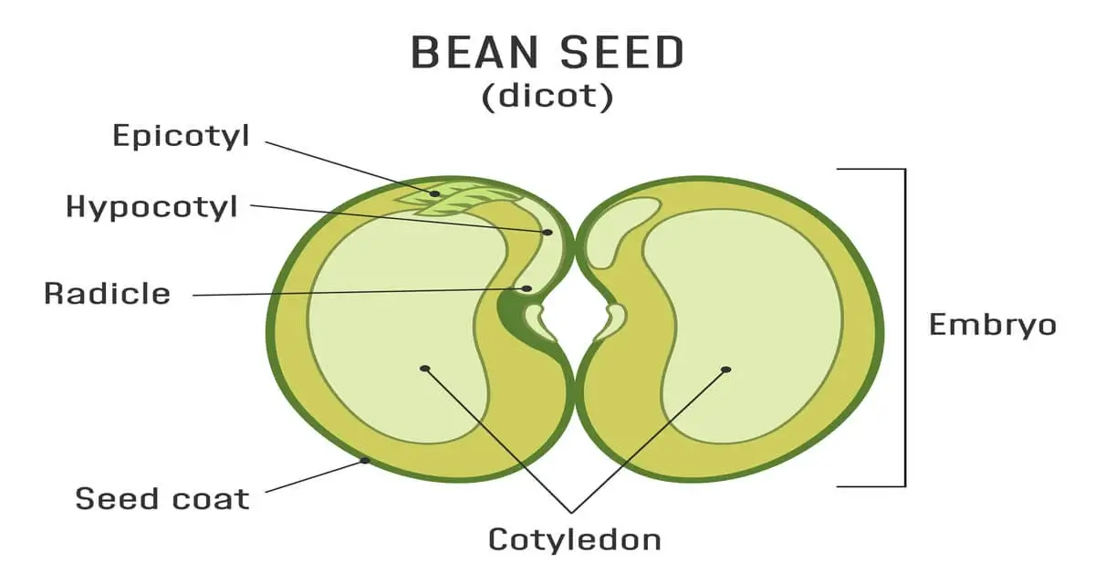 Parts of a Seed and Their Functions - GIY Plants