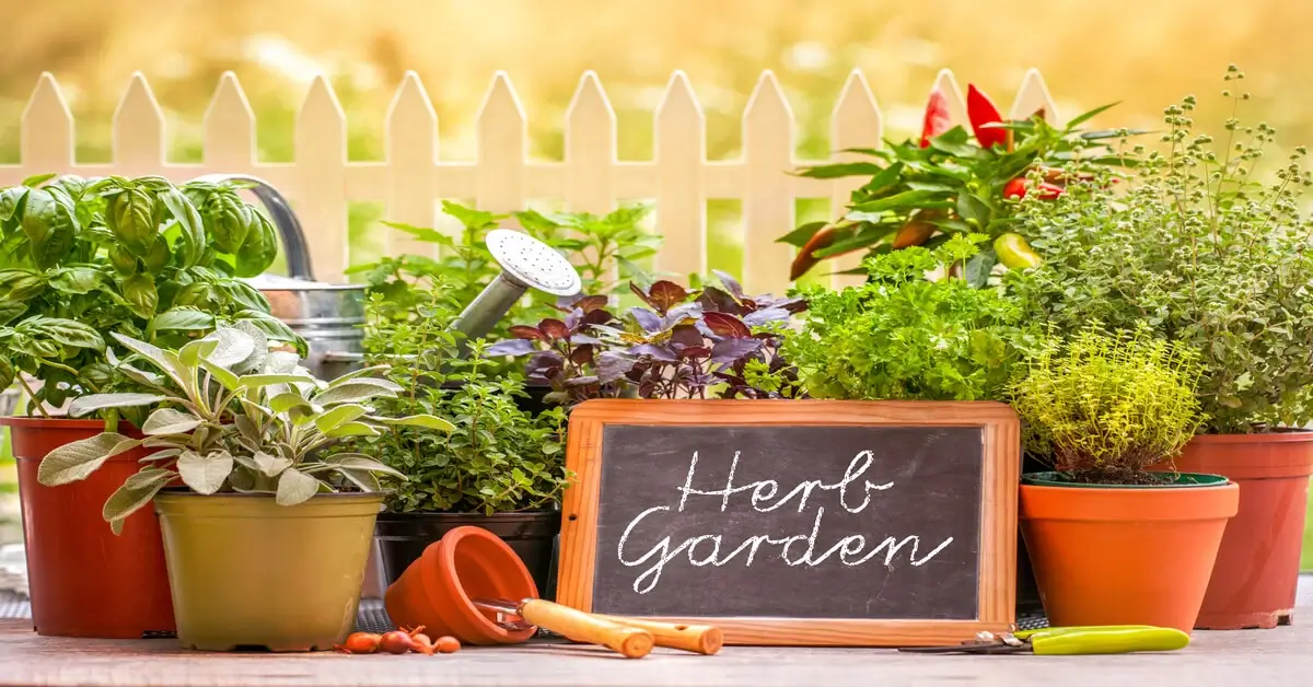 Group of pots with herbs growing in them and a chalkboard sign with herb garden written on it.