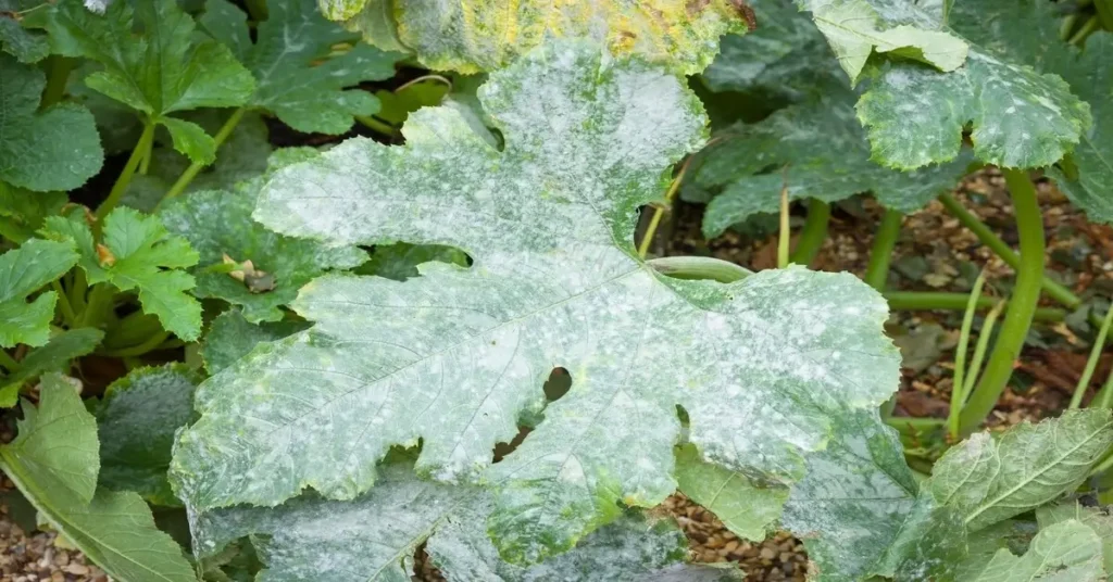 Zucchini plant with powdery mildew, a plant fungal disease.