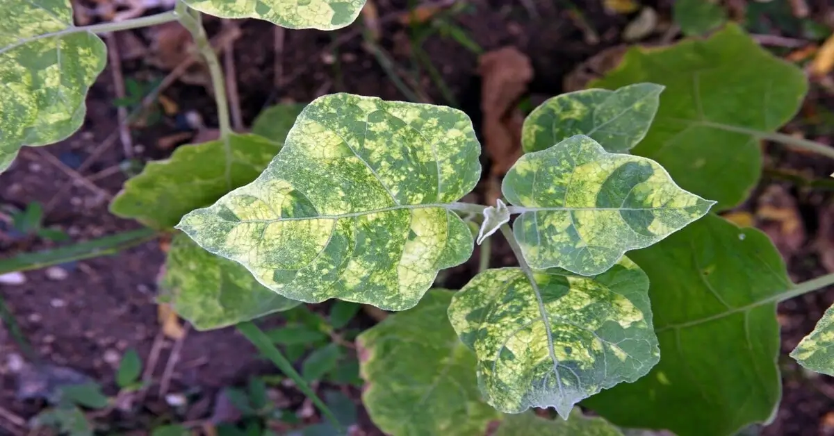 Viral Diseases: Plant Virus and Disease Management - GIY Plants