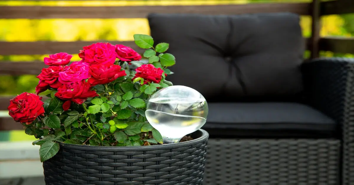 Watering globe in a potted plant sitting on table outside.