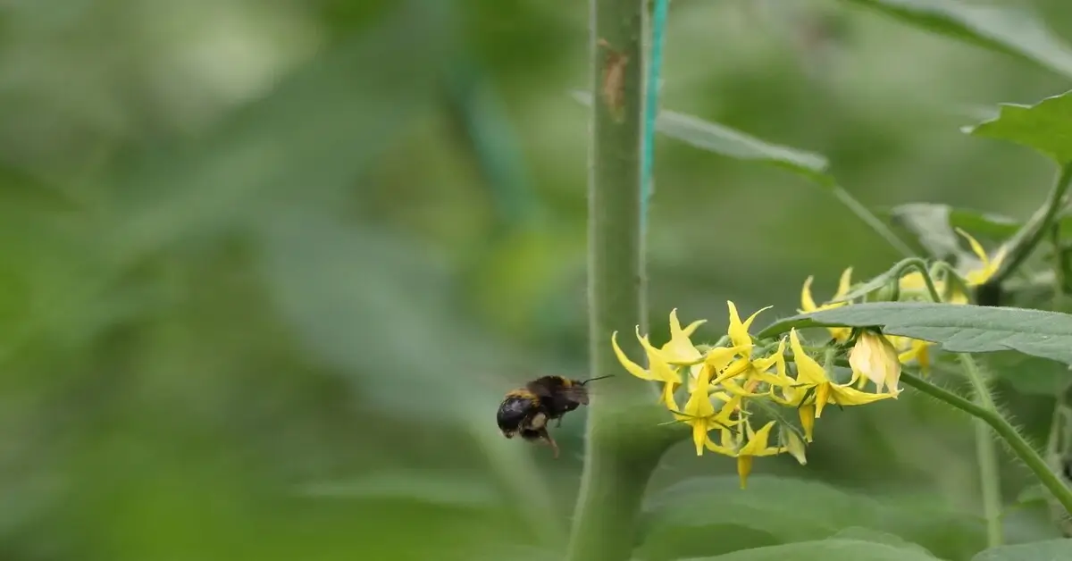 Yellow and black bee pollinating tomato plant flowers.