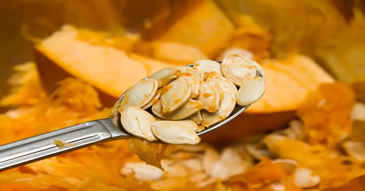 Spoon full of pumpkin seeds just removed from ripe pumpkin.