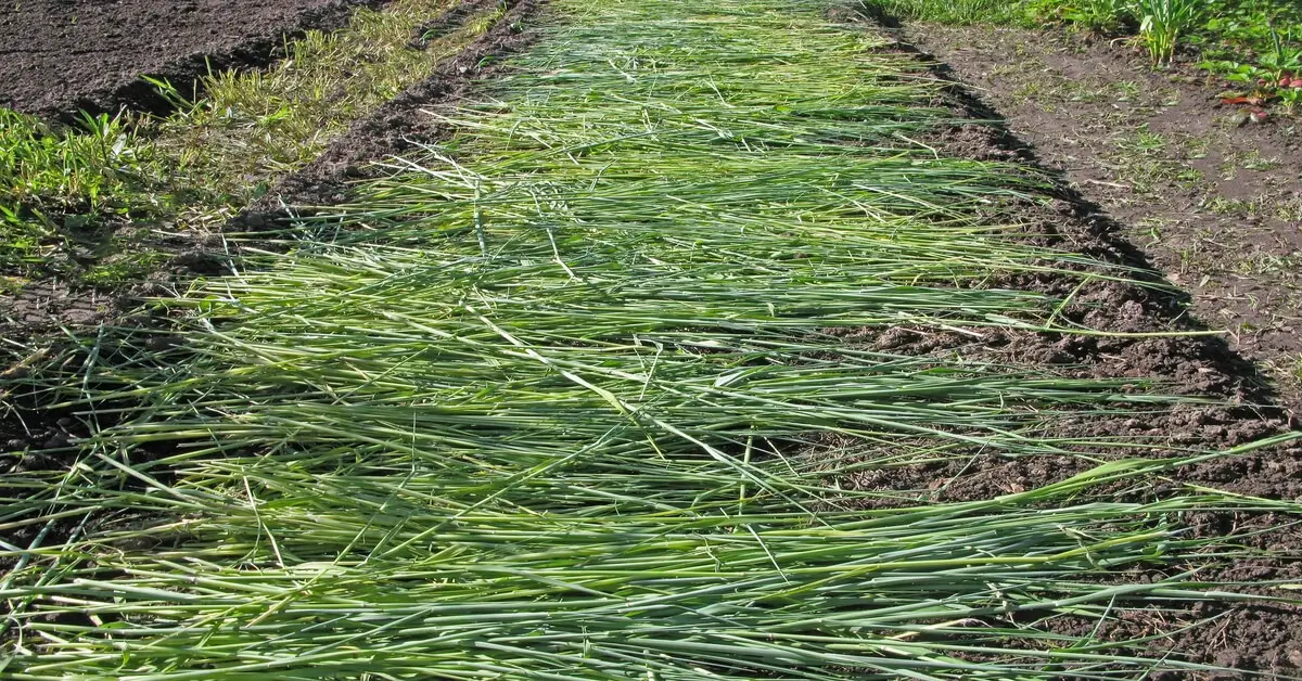 Cut rye laying on ground being used as a green manure.
