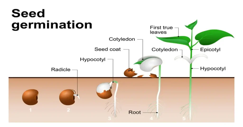 Illustration showing the seed germination process.