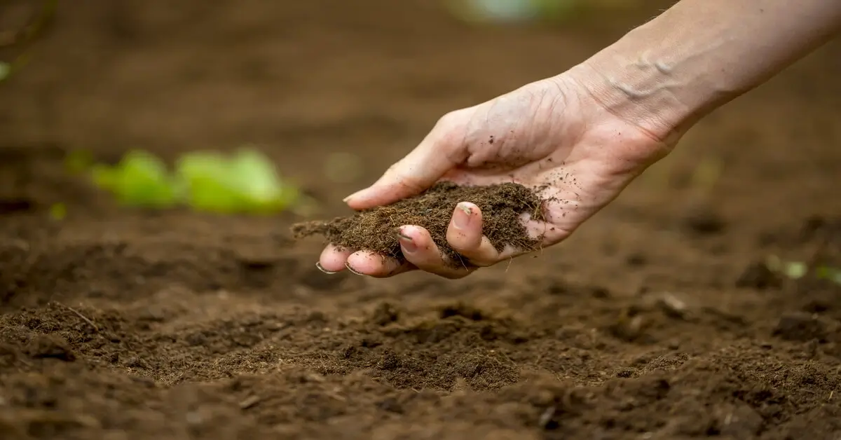 Soil Conservation Guide Importance And Methods GIY Plants soil-conservation-guide-importance-and-methods-giy-plants