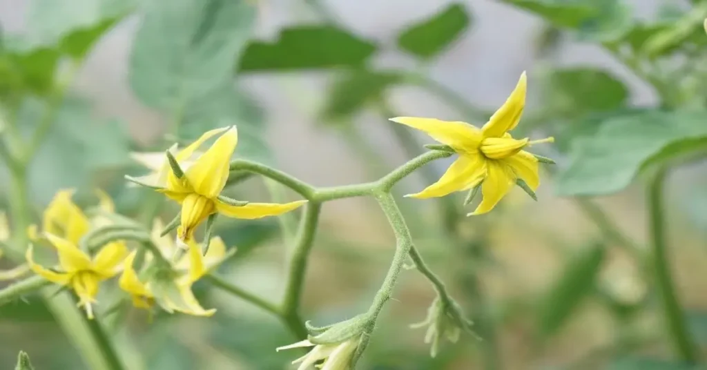 Tomato plant flowering with no fruit.