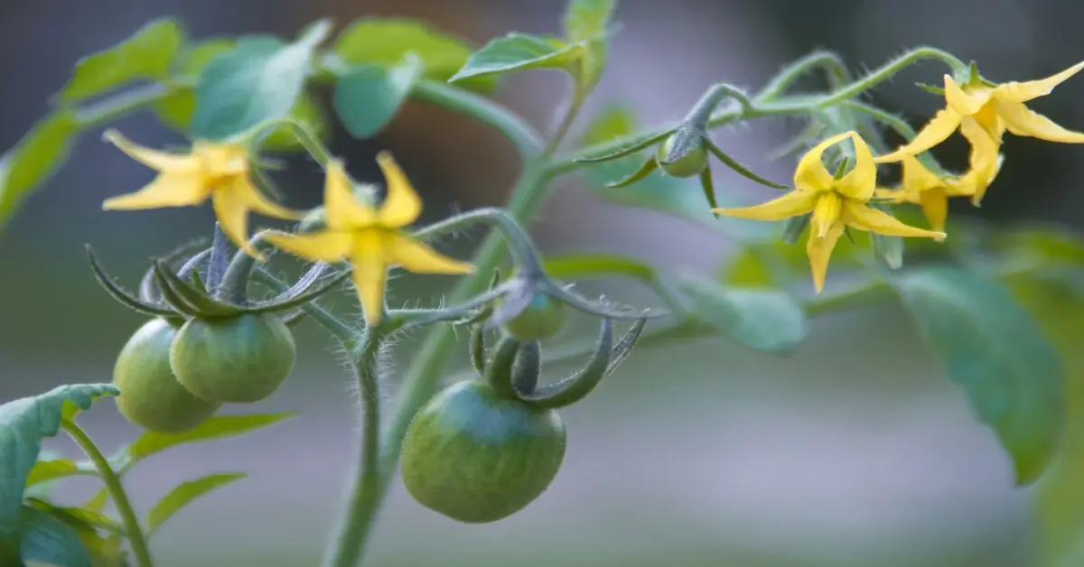 Why tomato plants aren't setting fruit.