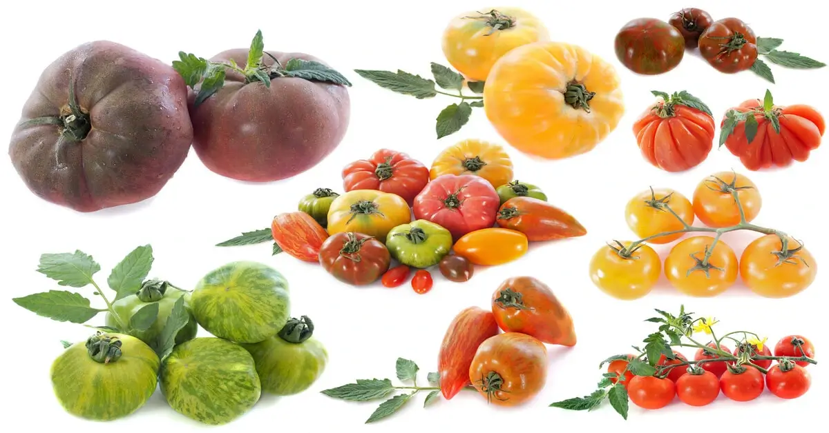 Different tomato varieties matter to fruit setting.