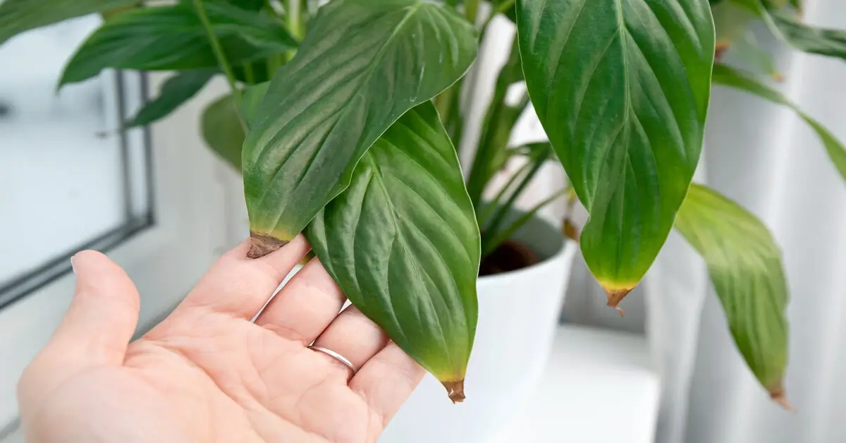 Overwatered vs. Underwatered Plant: Signs and Tips - GIY Plants