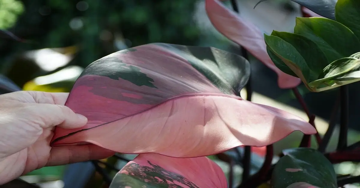 Close up of a pink variegated pink princess philodendron and maintaining the variegation.