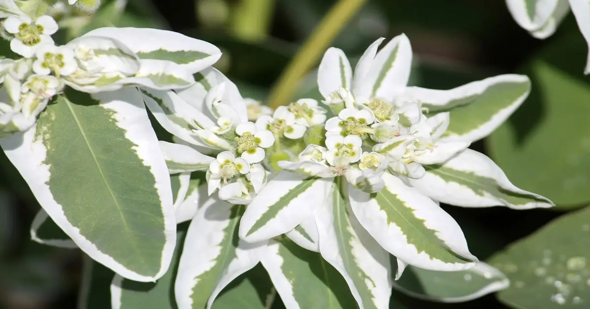 Natural vs. Artificial Variegation of green and white plant with white flowers blooming.