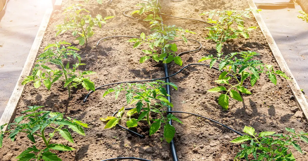 Watering drip system used in a garden bed to water seedlings.