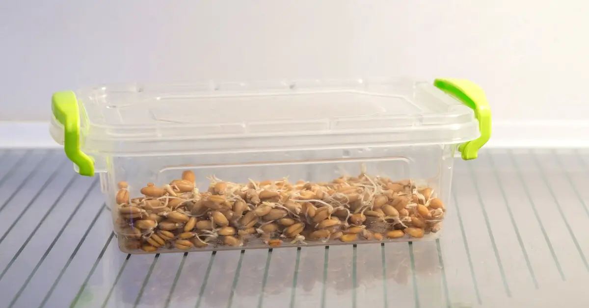 Clear plastic container in refrigerator full of sprouting seeds, using the dry cold stratification method.
