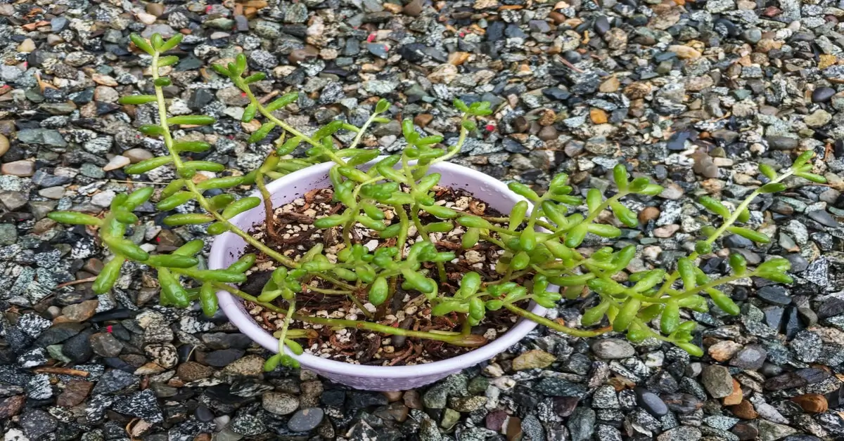 What Does a Leggy Plant Mean? GIY Plants