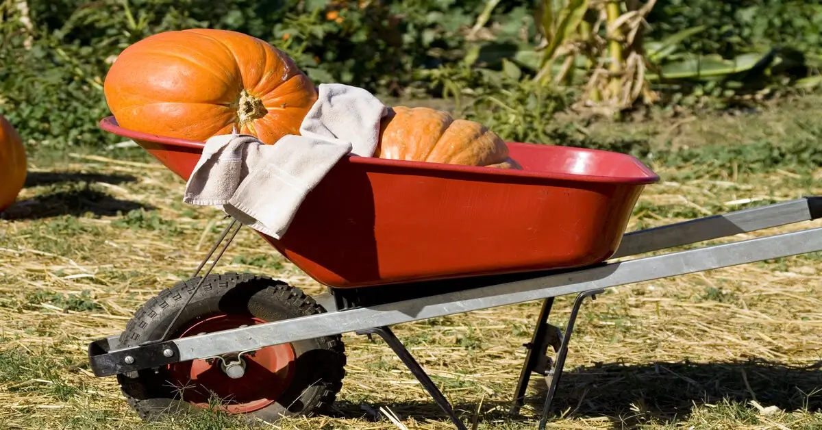 Wheel barrel in yard carrying two large orange pumpkins.