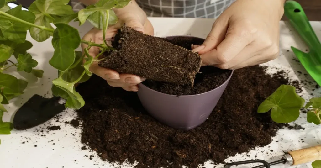 Woman repotting a houseplant in the best soil for indoor plants.