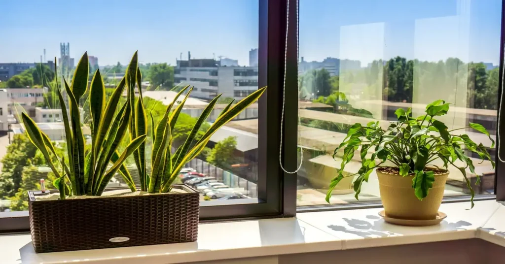 Two potted houseplants sitting on window sill getting sunlight for photosynthesis.