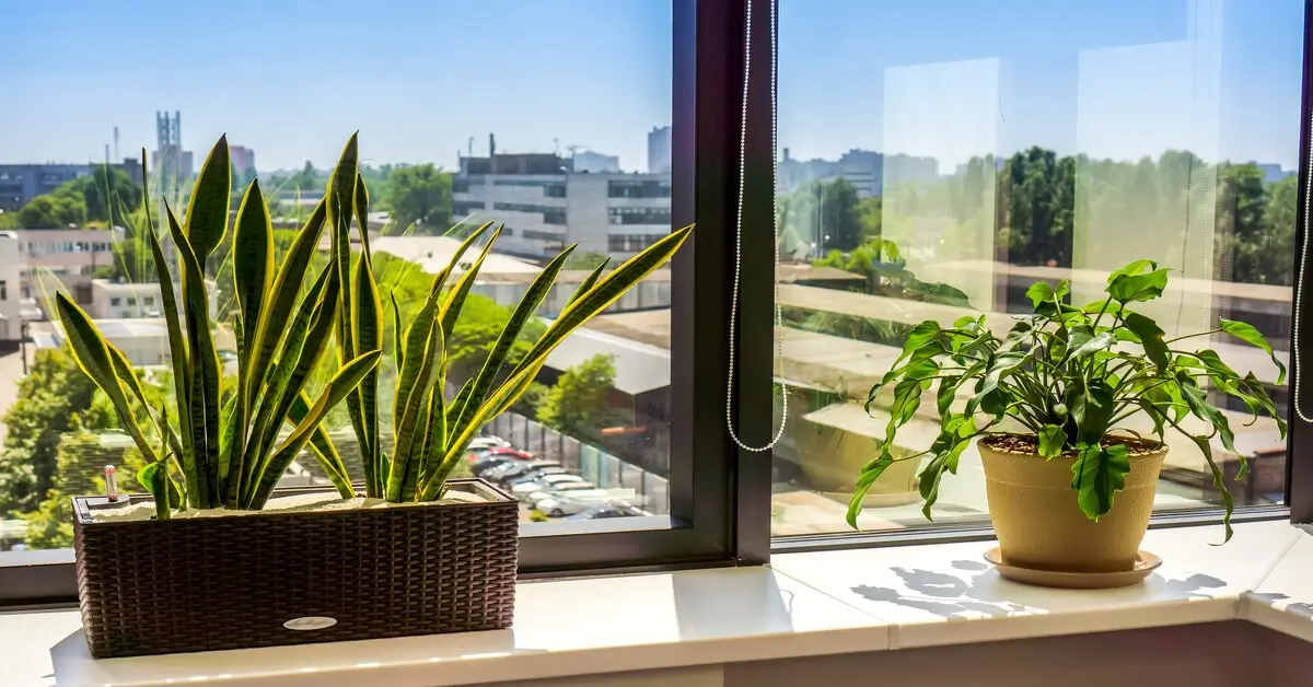 Plant Photosynthesis Can They Thrive Behind Glass? GIY Plants