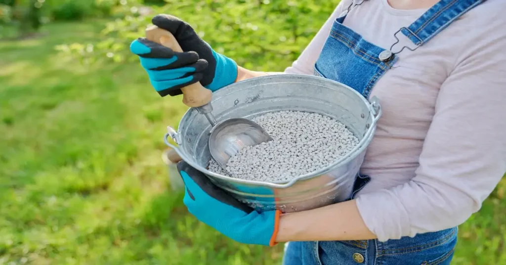 Woman holding a galvanize bucket of granular fertilizer before dissolving in water.