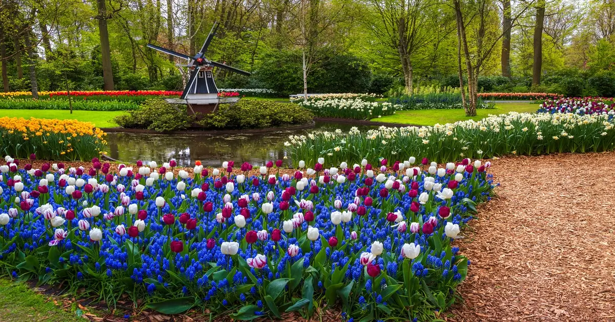 Landscape with lots of different tulips planted and windmill in background.