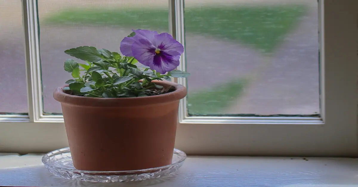 Potted purple panies in window sill watered from bottom to avoid gnats.