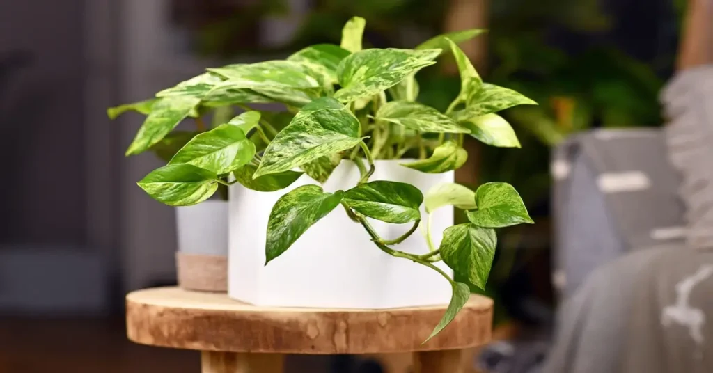 Pothos in a white pot sitting on top of a wooden stool.