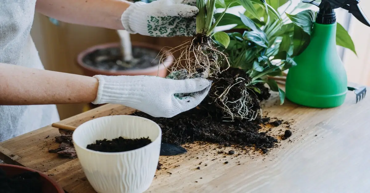 Woman trying to avoid transplant shock while repotting houseplants.
