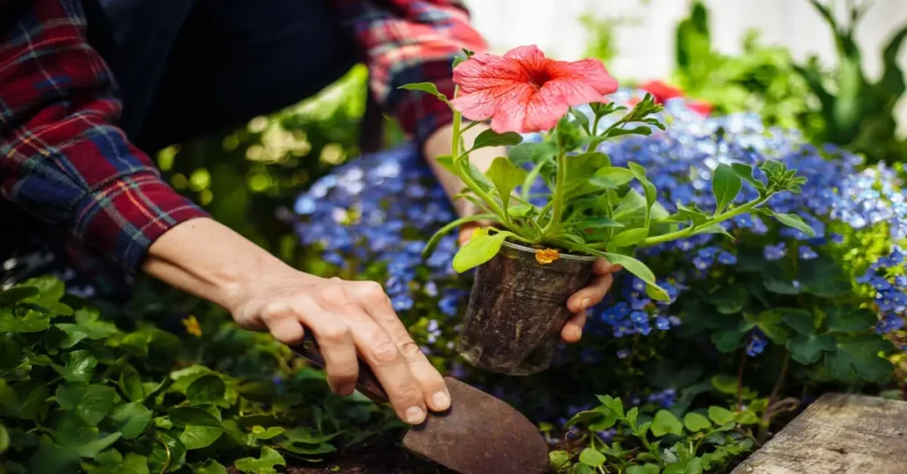 Gardender transplanting a flower into the garden bed and hoping to avoid transplant shock.